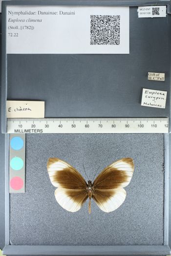 Media type: image;   Entomology 161128